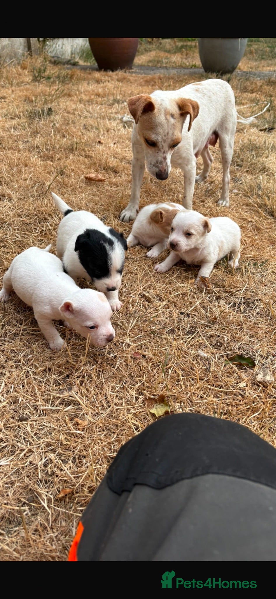 Jack Russell dogs 3 boys 1 girl jack Russell puppy’s  - Advert 1