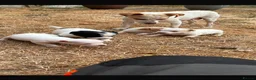 Jack Russell dogs for sale: 3 boys 1 girl jack Russell puppy’s  in Heanor - Advert 1