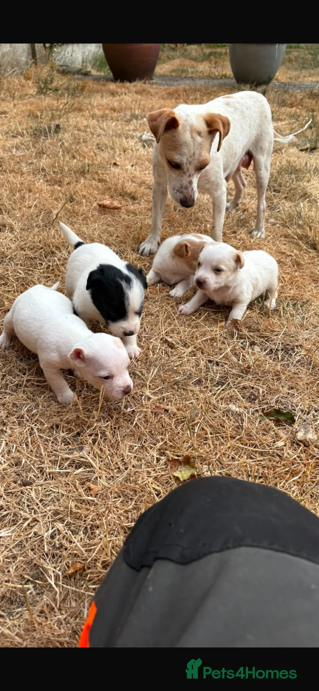 Jack Russell dogs for sale: 3 boys 1 girl jack Russell puppy’s  in Heanor - Advert 1