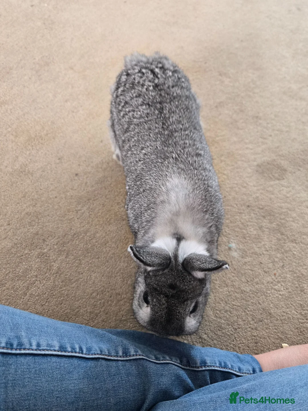 Mixed Breed rabbits for sale: 1 male mixed and 1 female dwarf, indoor rabbits - Advert 7