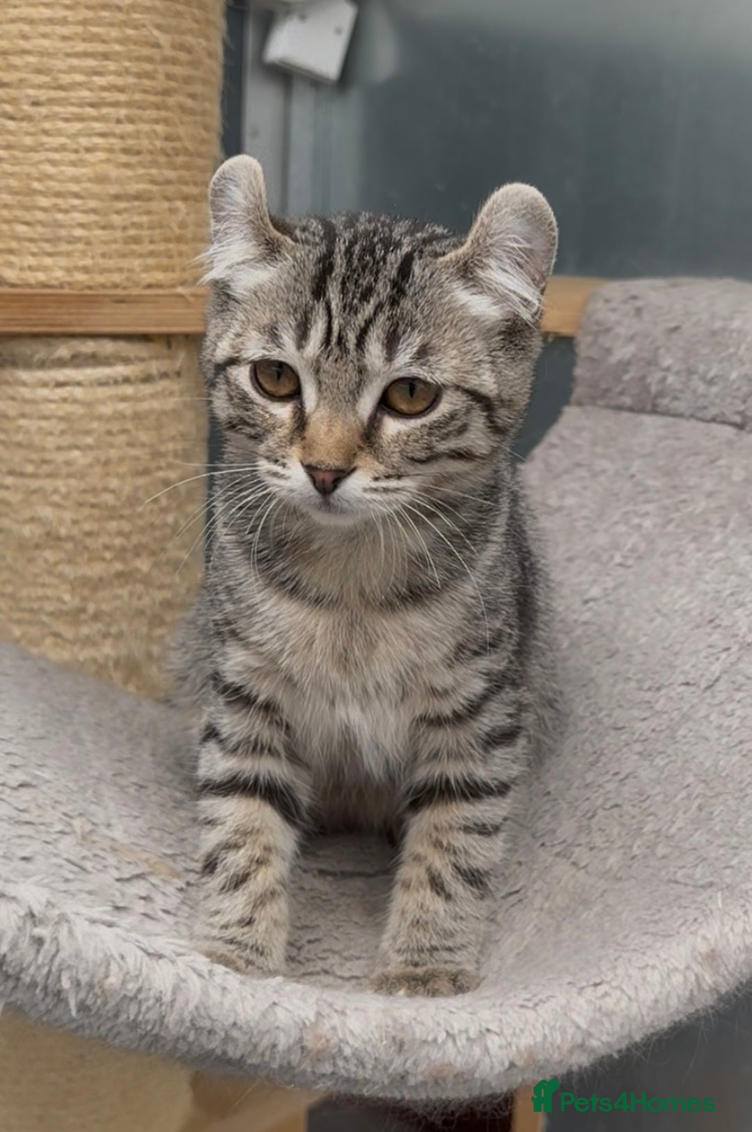 American Curl cats for sale: American curl tabby girl rare breed - Advert 4