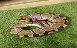 Python Snake reptiles for sale: Russo het leucistic ball python  - Image 2