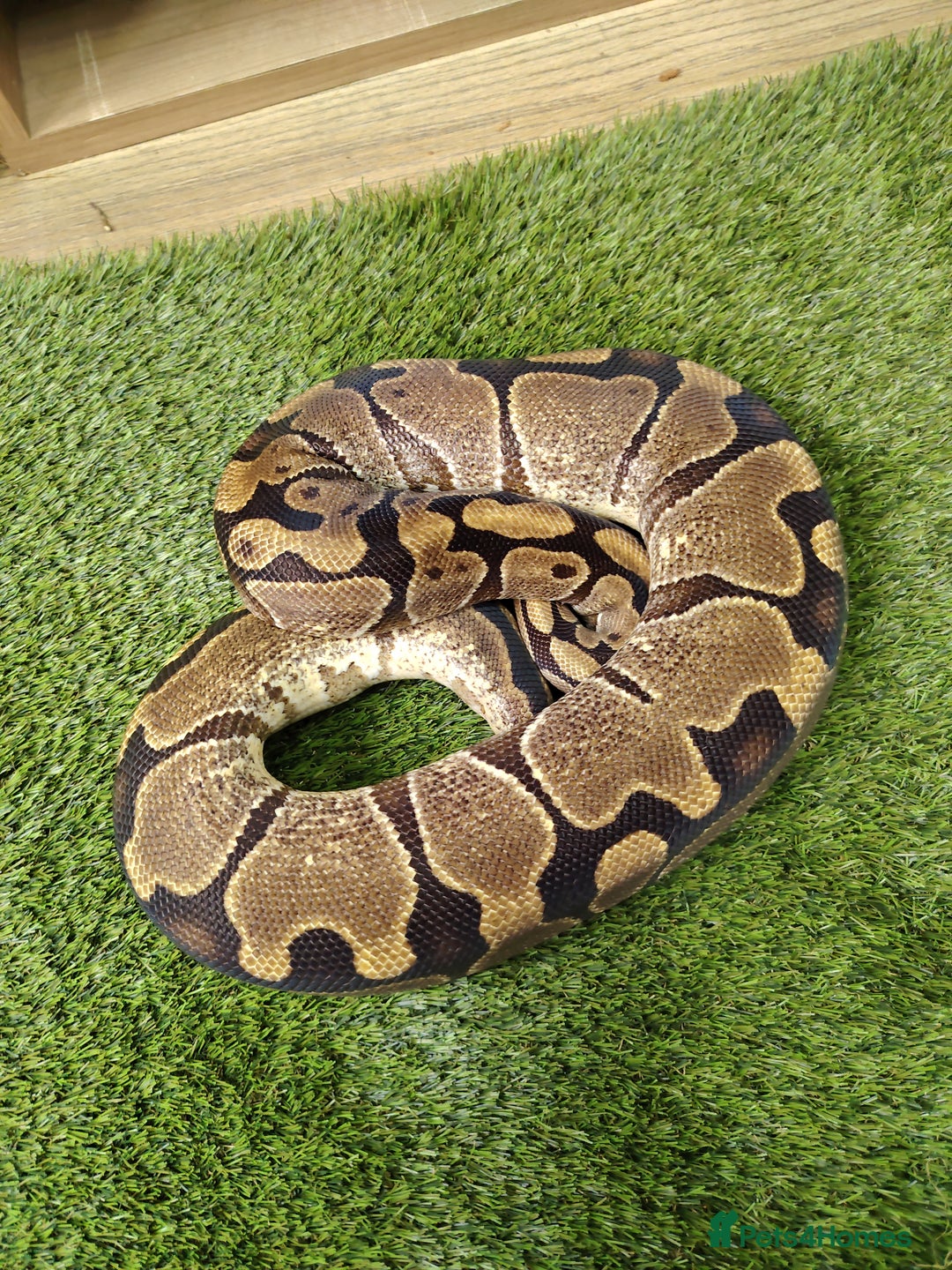 Python Snake reptiles for sale: Russo het leucistic ball python  - Image 2
