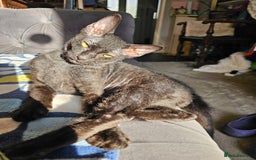 Sphynx cats for sale: Sphynx x Siamese kittens - Image 12