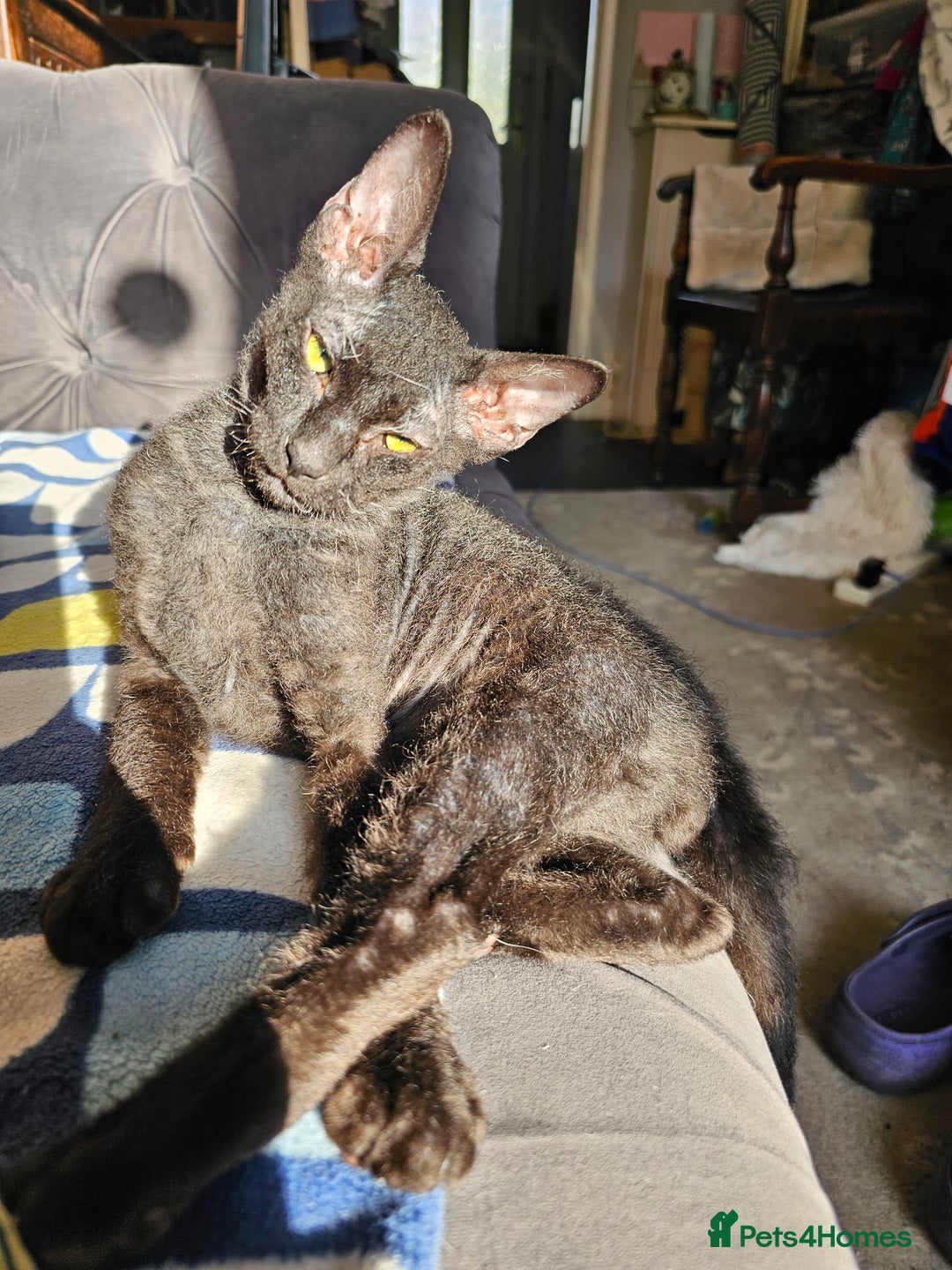 Sphynx cats for sale: Sphynx x Siamese kittens - Image 12