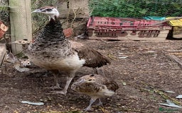 Peafowl poultry for sale: Peafowl chicks & peahen forsale - Image 3