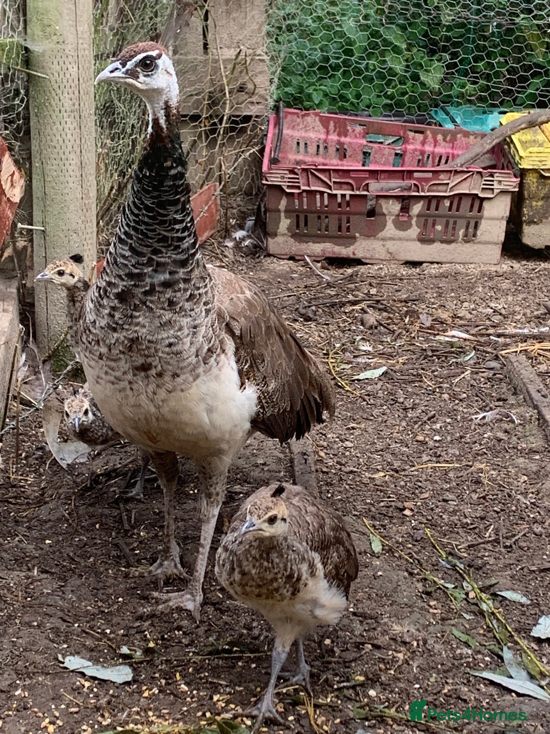 Peafowl poultry for sale: Peafowl chicks & peahen forsale - Image 3