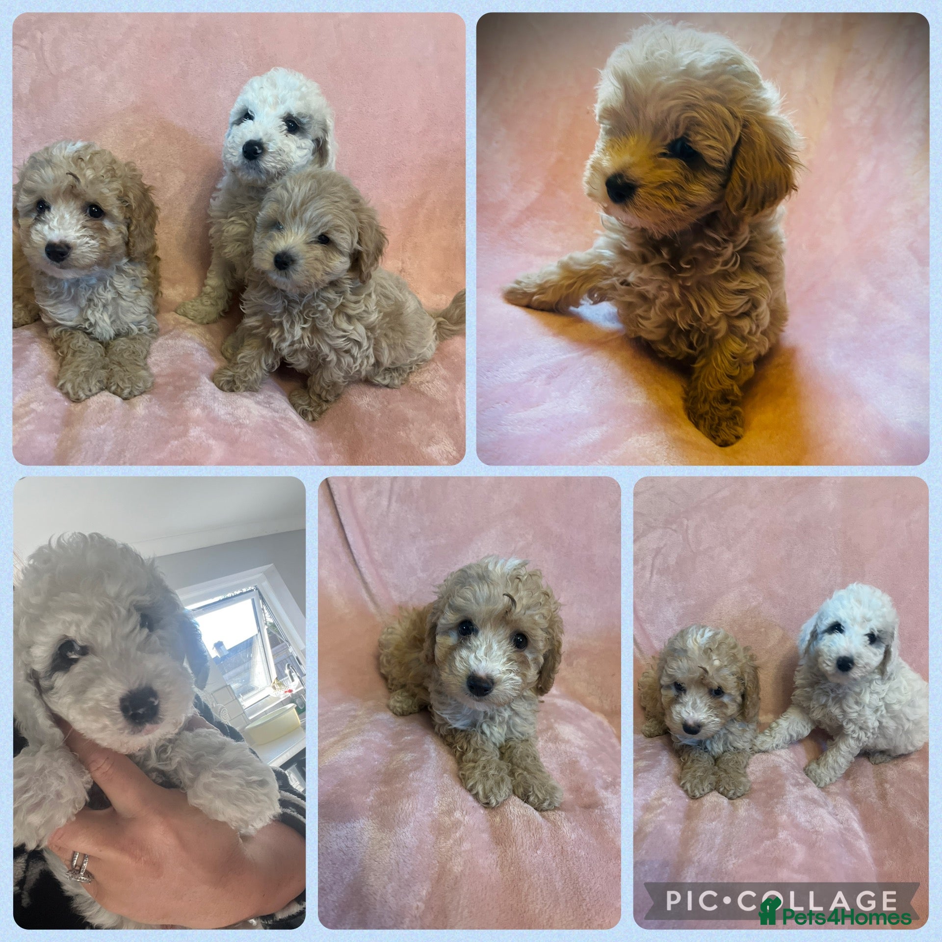 Cockapoo dogs Stunning cockapoo puppys  - Advert 13
