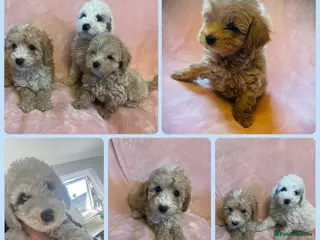Cockapoo dogs Stunning cockapoo puppys - Advert 13
