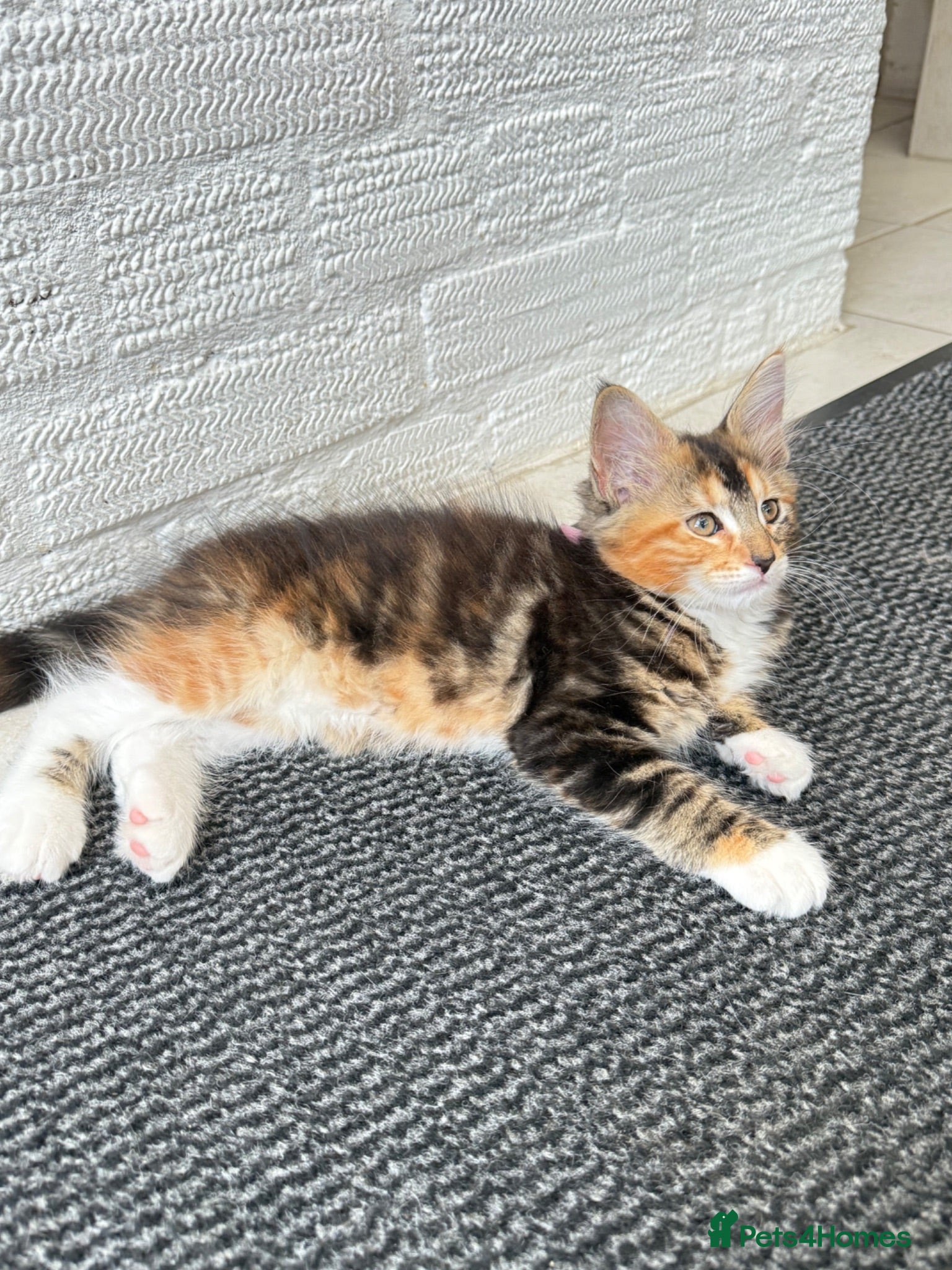 Maine Coon cats Maine Coon kittens 1 girl & 4 boys 😊 - Advert 2