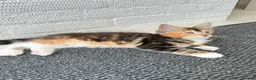 Maine Coon cats for sale: Maine Coon kittens 2 boys left 😊 - Advert 5