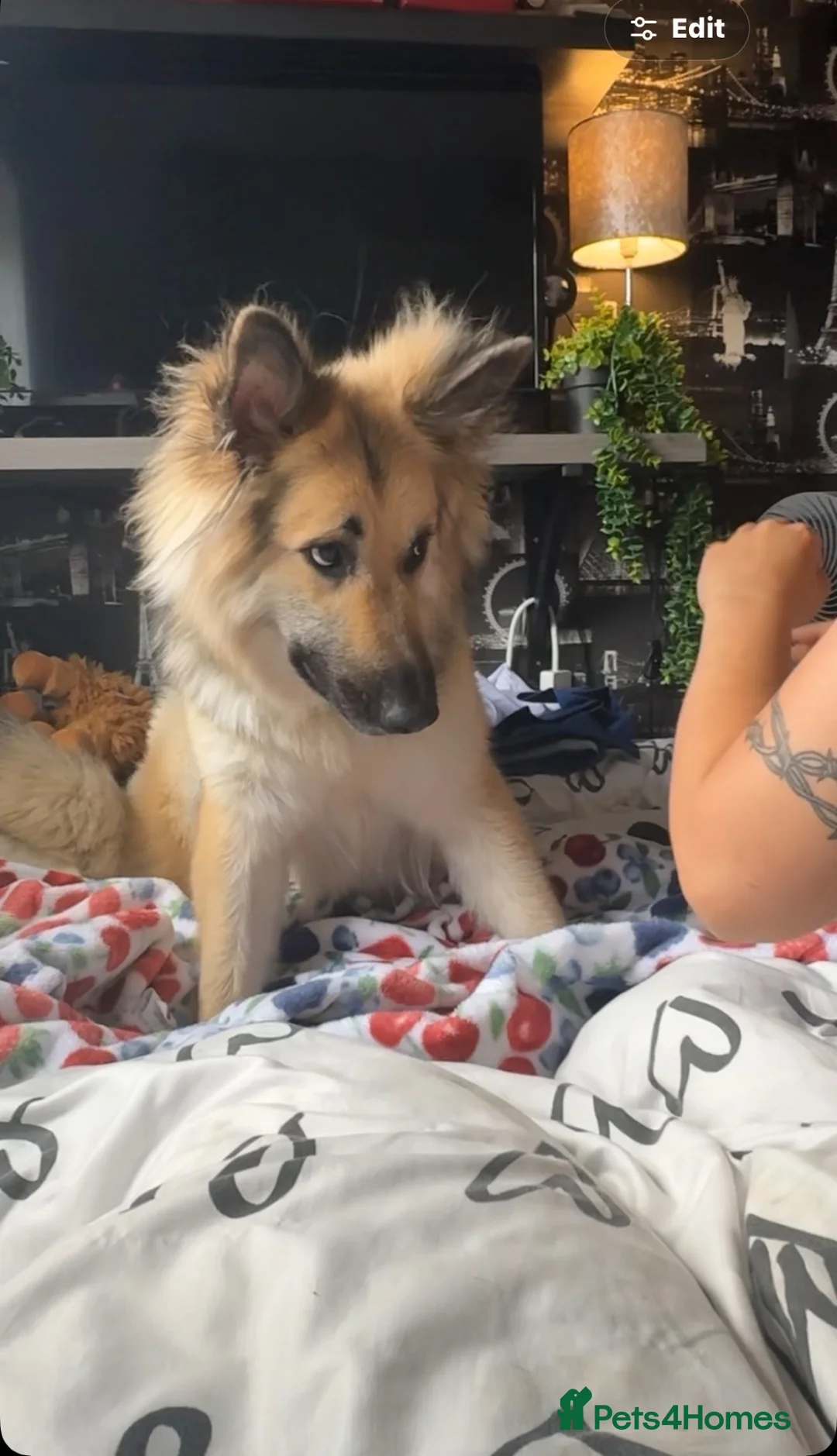 German Shepherd dogs for sale: Silverback German shepherd girl - Advert 8