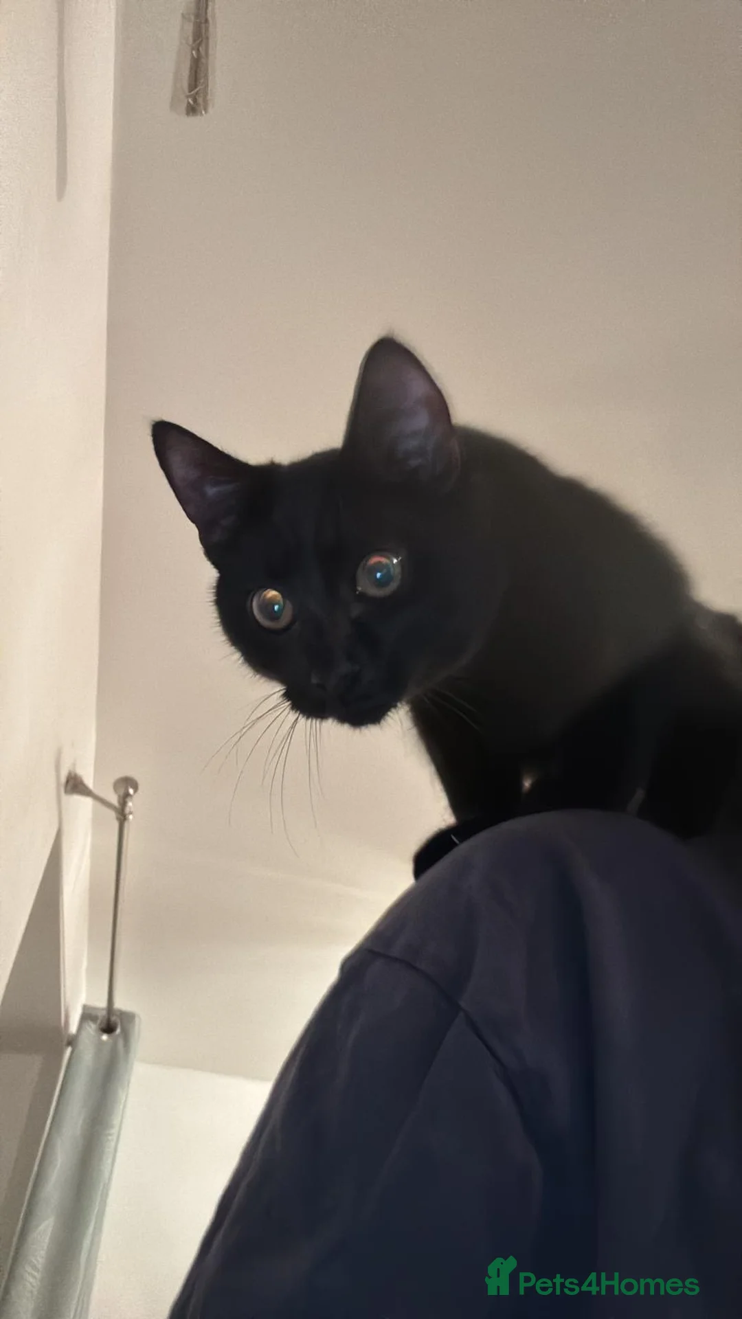 Bombay cats for sale: cat for sale  - Advert 2