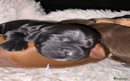 Cocker Spaniel dogs for sale: Cocker spaniel puppies - Image 19