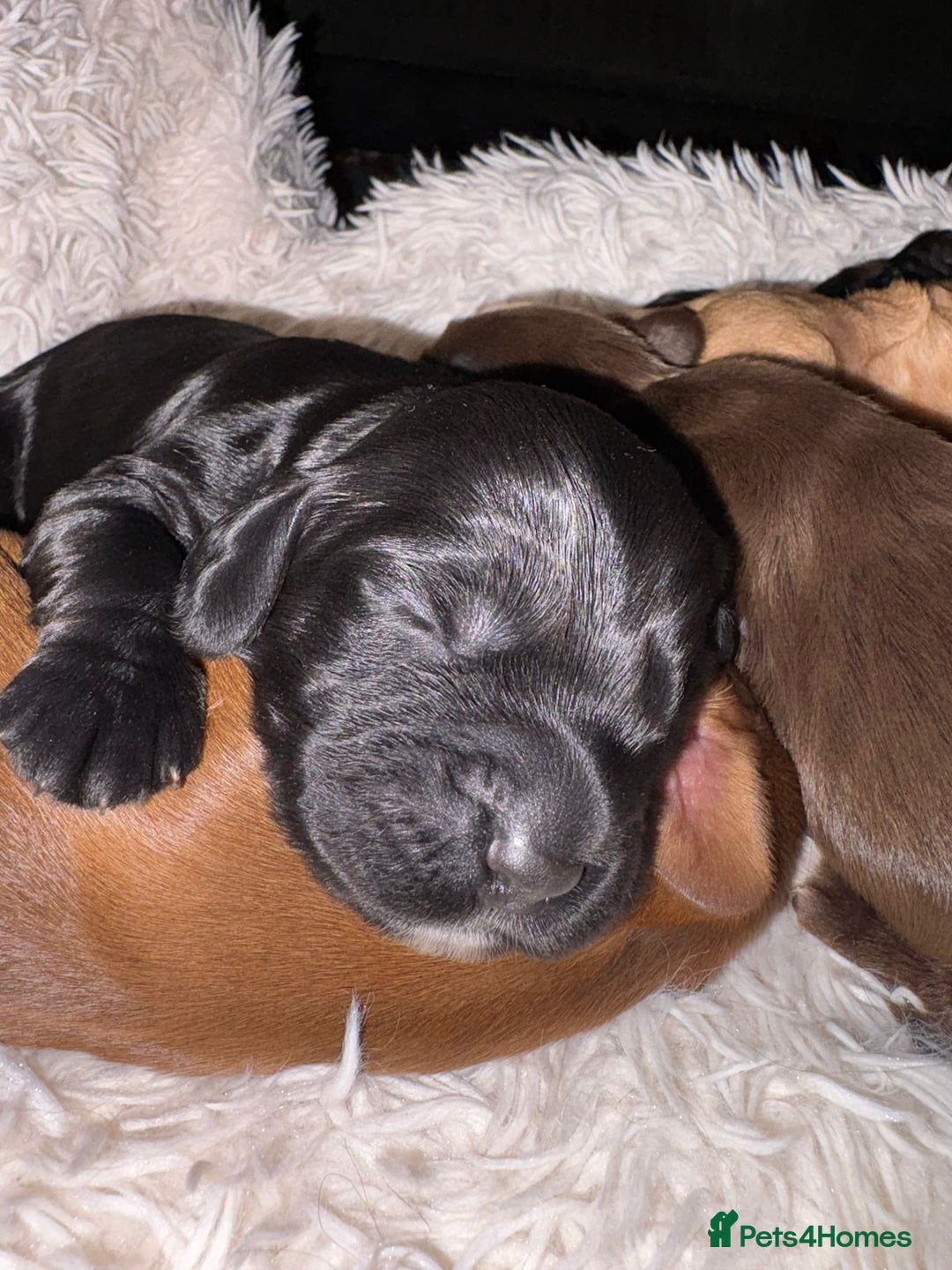 Cocker Spaniel dogs for sale: Cocker spaniel puppies - Image 19