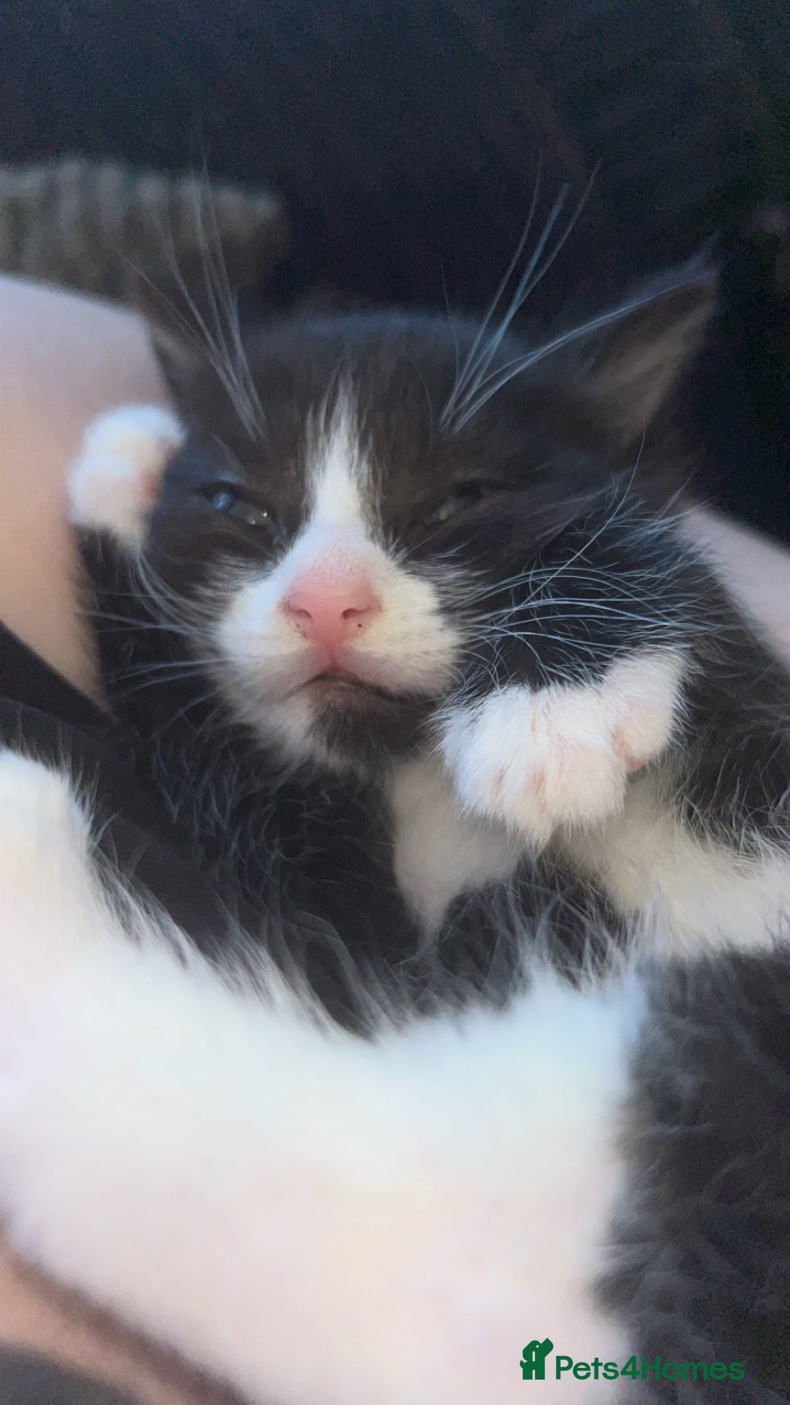 Maine Coon cats Male kitten for sale  - Advert 2