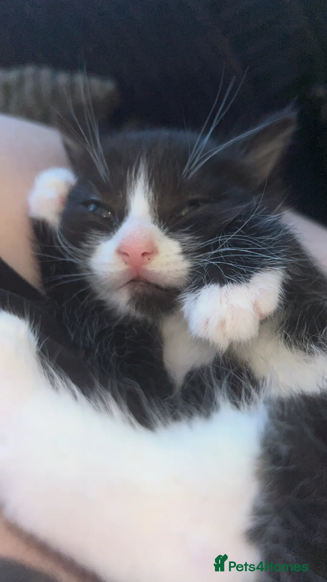 Maine Coon cats for sale: Male kitten for sale  - Advert 1