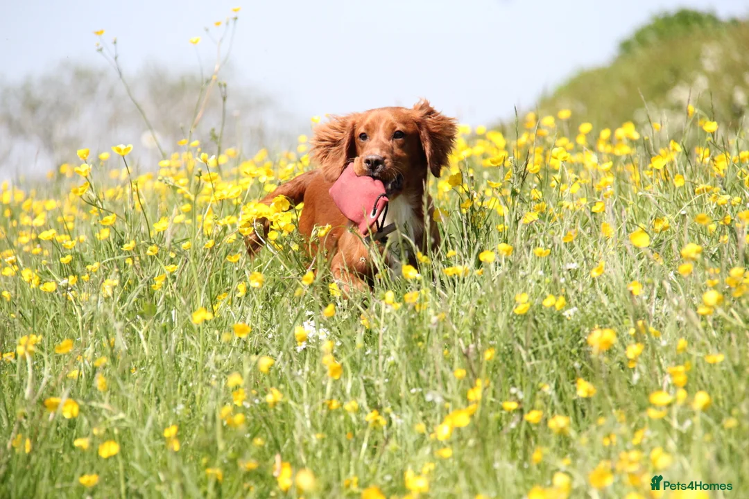 Cocker Spaniel dogs for stud: PROVEN Red Cocker Spaniel at Stud in Durham - Advert 4