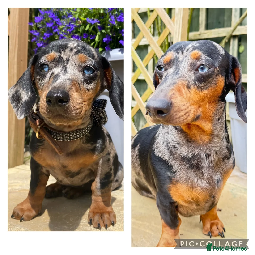 Miniature Dachshund dogs for sale: Just 2 remaining miniature dachshunds for sale - Advert 2