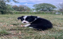Border Collie dogs for sale: Kennel Club Border Collie Puppies For Sale - Image 11