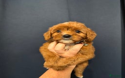 Mixed Breed dogs for sale: Cavapoo puppies  - Advert 6
