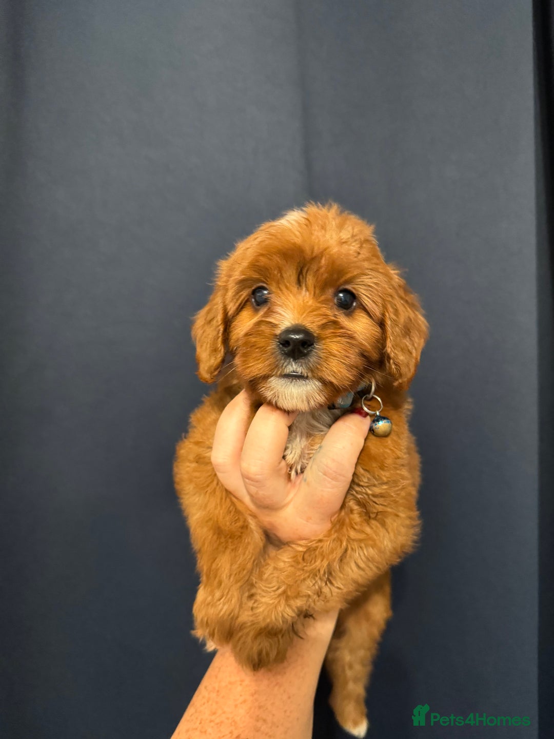 Mixed Breed dogs for sale: Cavapoo puppies  - Advert 6