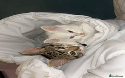 Ragdoll cats for sale: Rag doll mix female. - Image 5