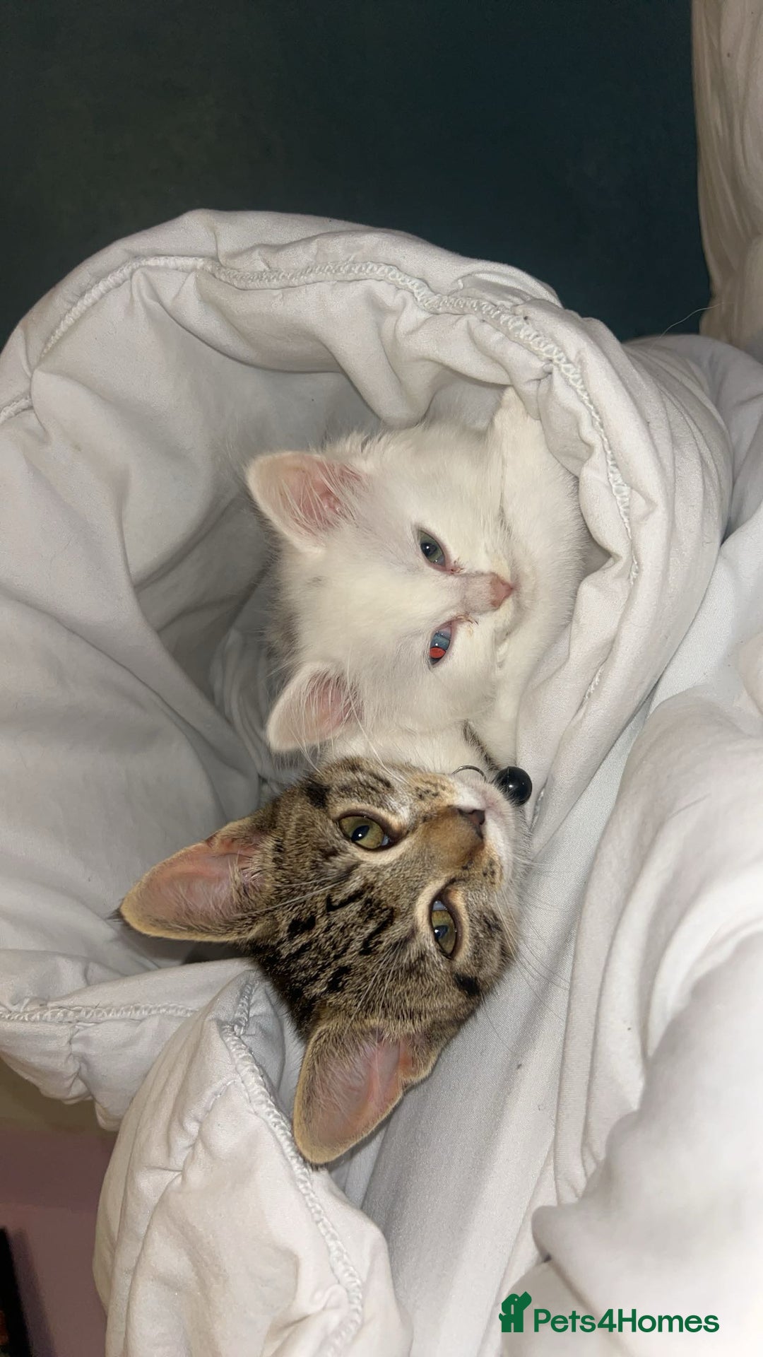 Ragdoll cats for sale: Rag doll mix female. - Image 5