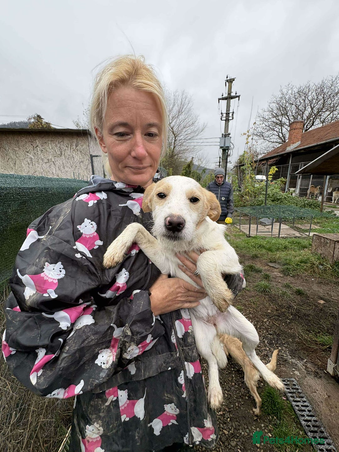 Mixed Breed dogs for adoption: Debs - North Walsham Norfolk  - Advert 6