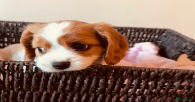 Cavalier King Charles Spaniel dogs - Advert 14