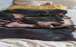 Miniature Dachshund dogs for sale: 2 female miniature dachshunds  - Image 3