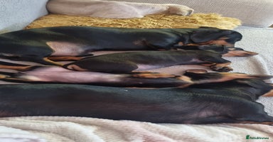 Miniature Dachshund dogs - Advert 6