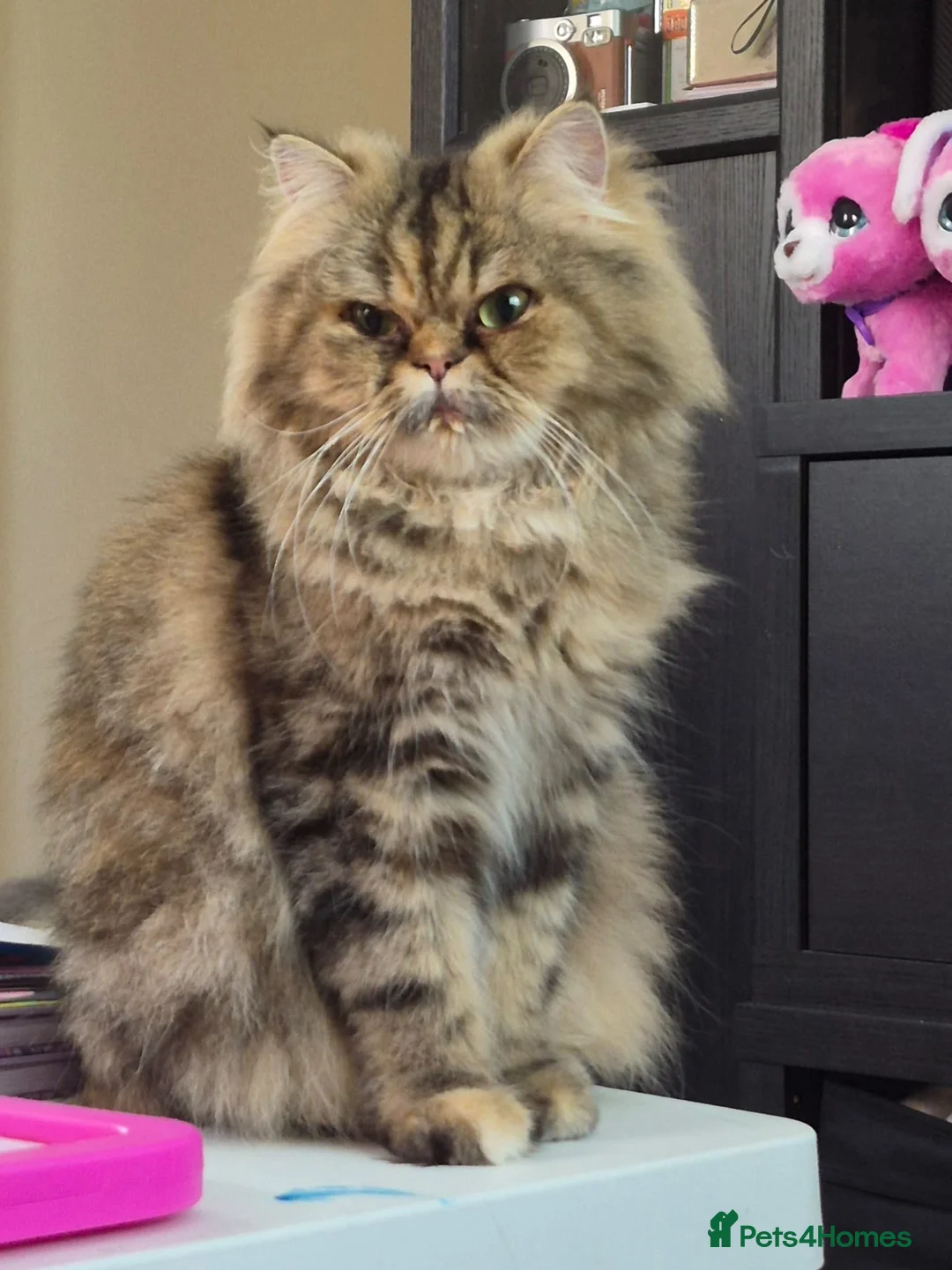 Persian cats for sale: Persian ragdoll / chinchilla kittens - Advert 2