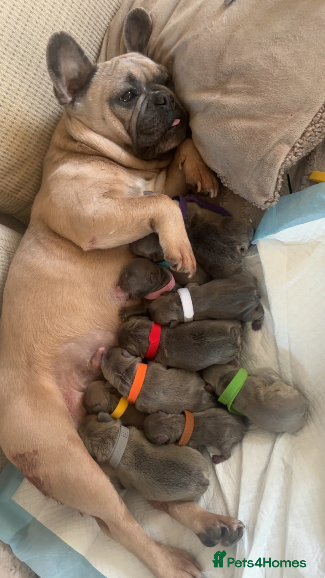 French Bulldog dogs for sale: Adorable French bulldog puppies in Taunton - Advert 1