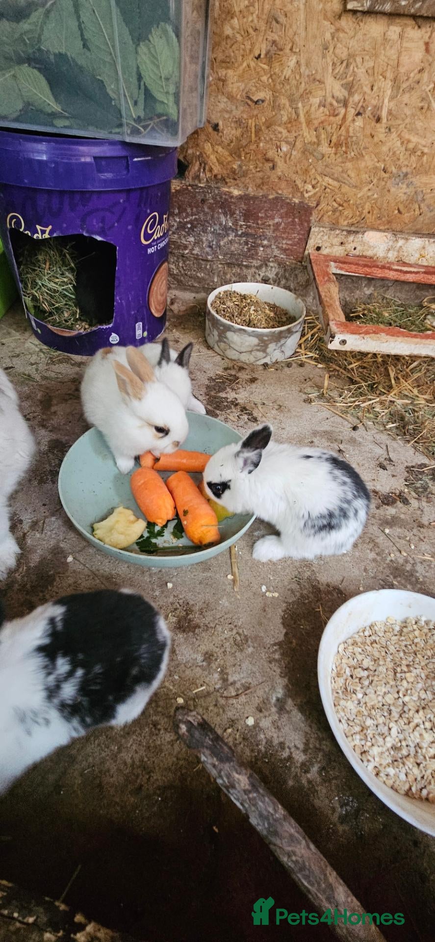 Mixed Breed rabbits They are friendly rabbits 💕 - Advert 1