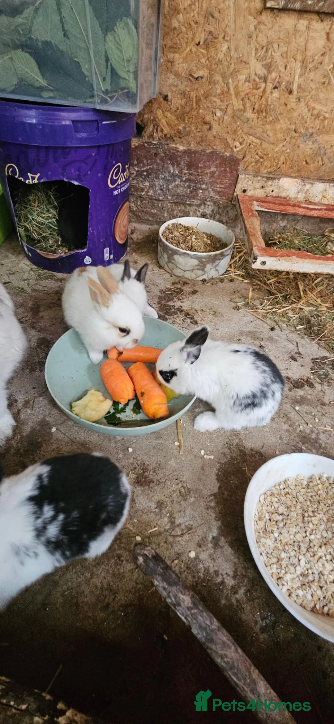Mixed Breed rabbits for sale: They are friendly rabbits 💕 - Advert 2