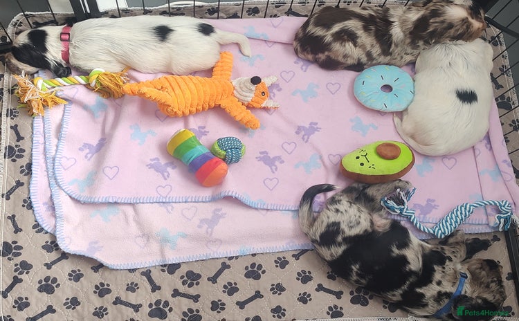 Sprocker dogs - Advert 1