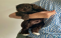 Schnoodle dogs for sale: F1 mega coated mini cross Schnoodles - Image 23