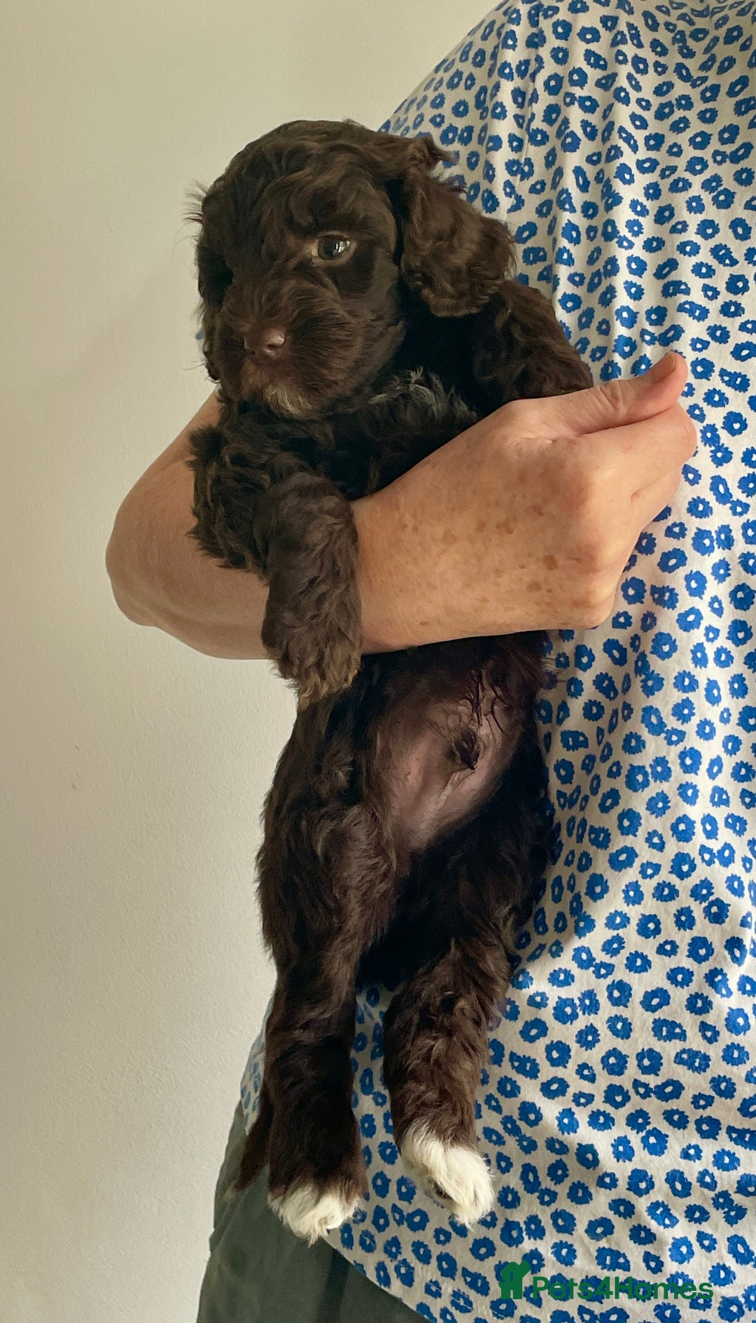 Schnoodle dogs for sale: F1 mega coated mini cross Schnoodles - Image 23