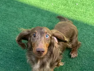 Dachshund dogs PROVEN KC Reg Longhaired dapple dachshund for STUD in Middlesbrough - Advert 17