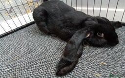 English Lop rabbits for sale: English Lop - Image 1