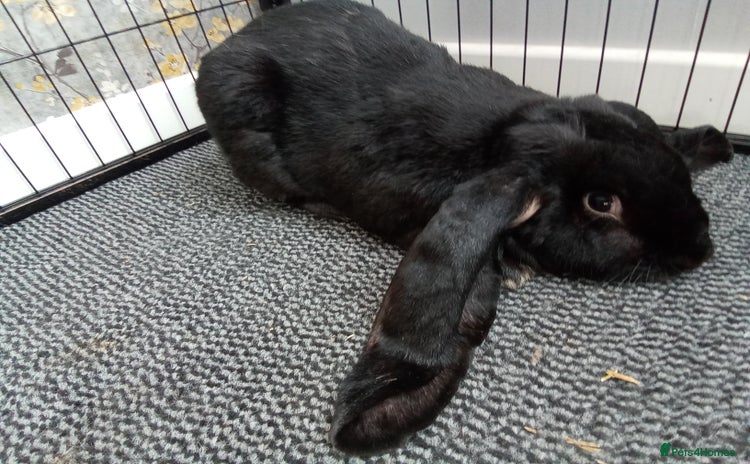 English Lop rabbits - Advert 6