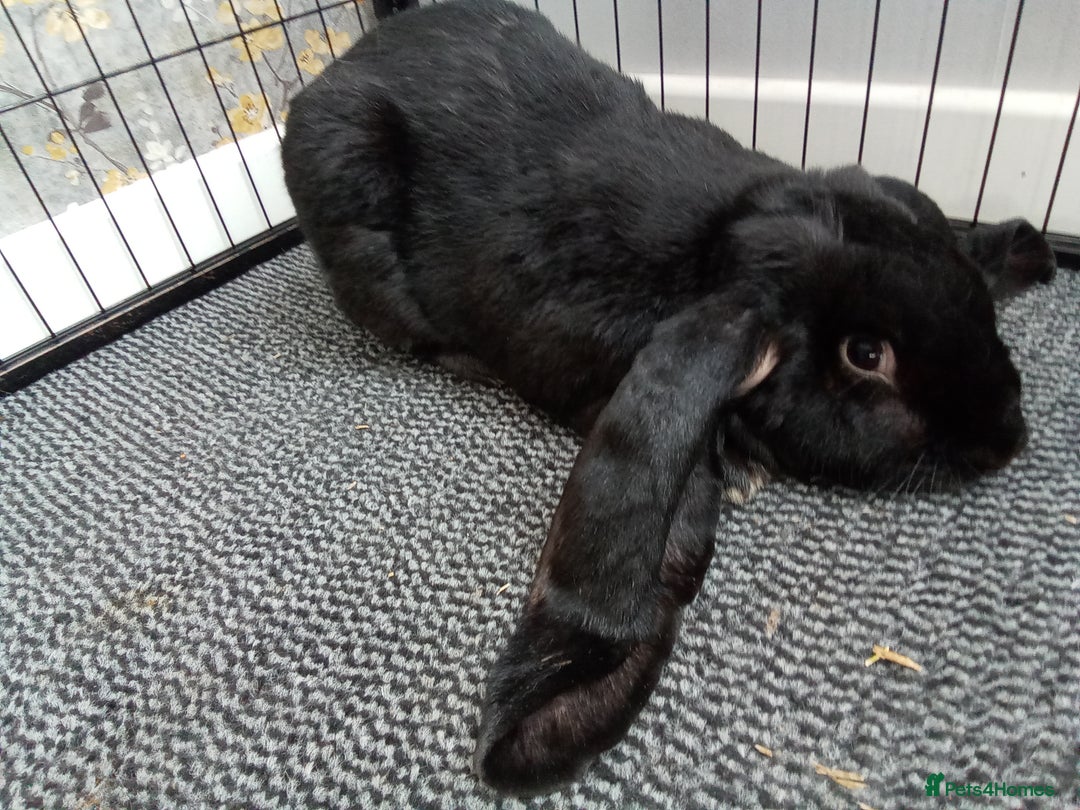 English Lop rabbits for sale: English Lop - Image 1