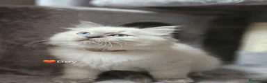Ragdoll Kitten 6