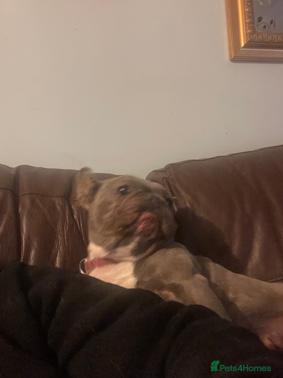 French Bulldog dogs for sale: Frenchie female - Advert 19