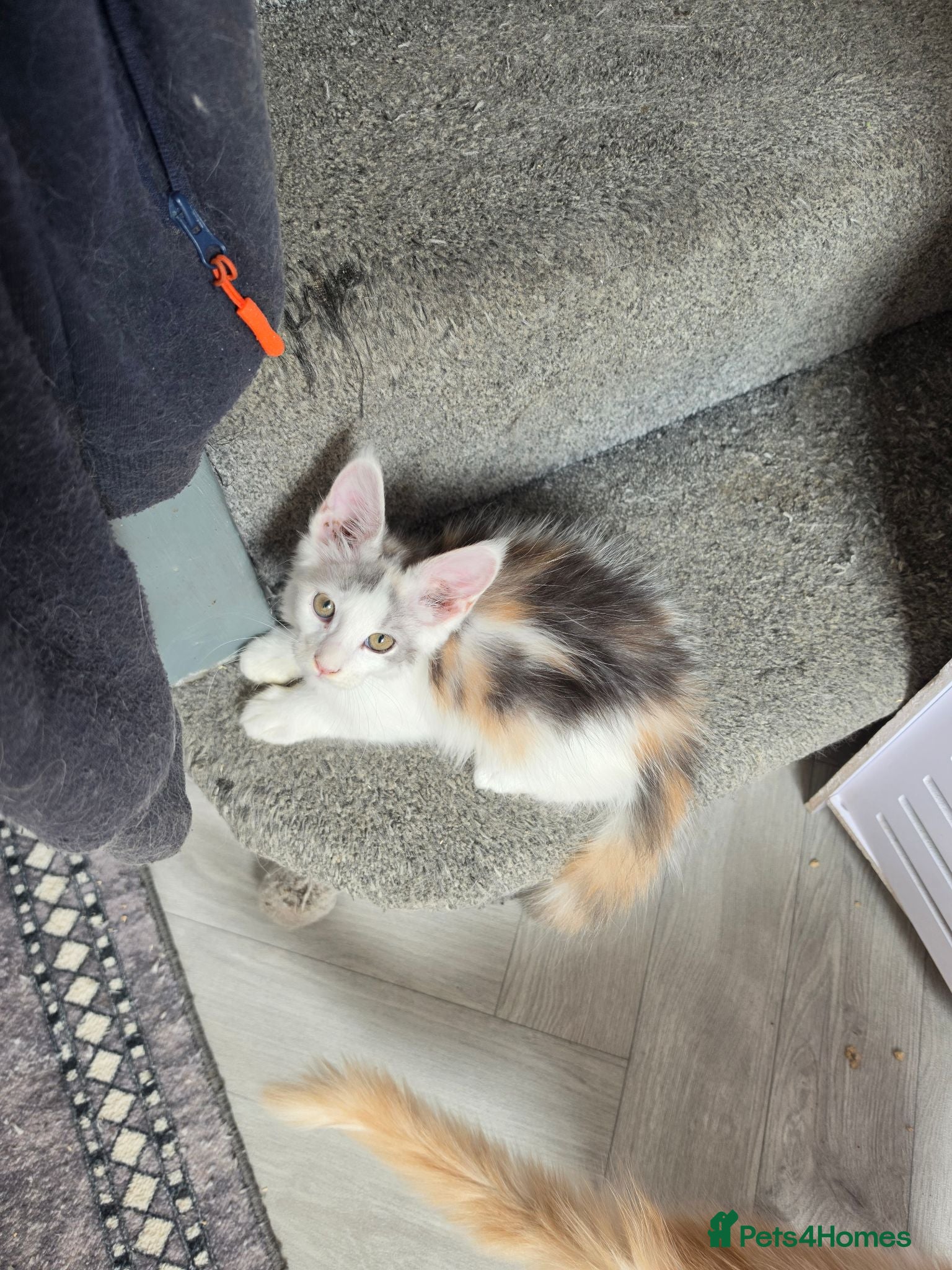 Maine Coon cats TICA REGISTERED STUNNING KITTENS  - Advert 18