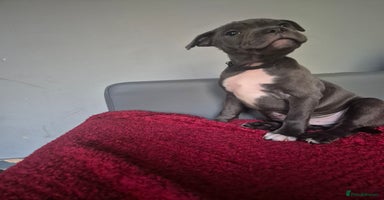 Staffordshire Bull Terrier dogs - Advert 3