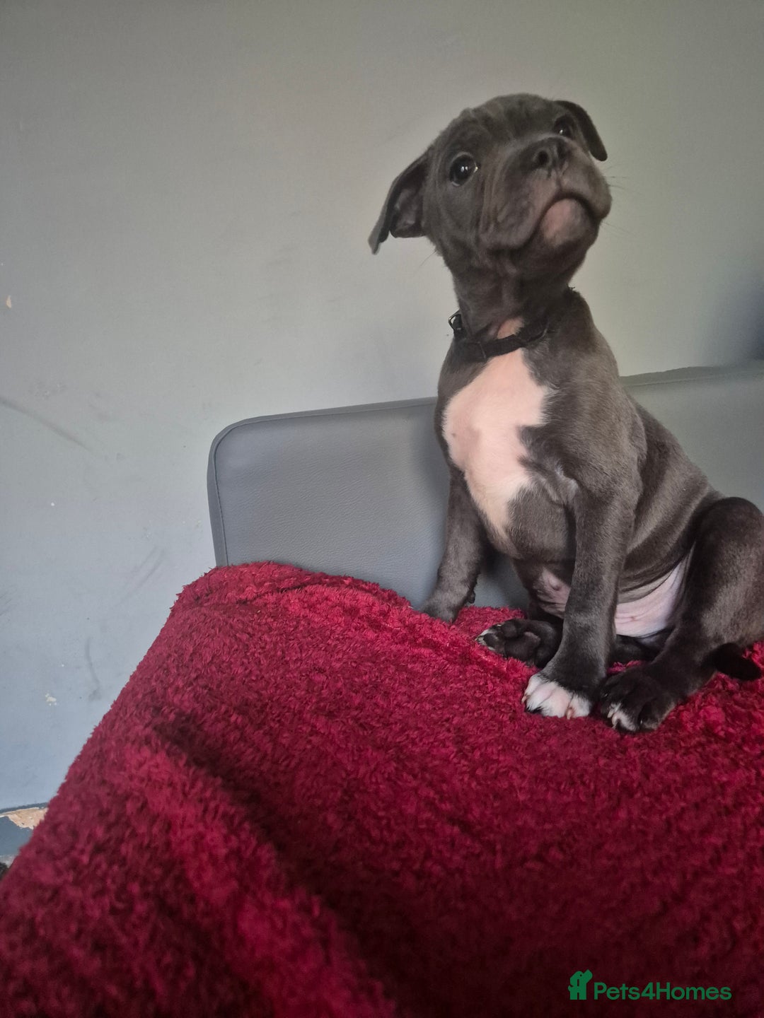 Staffordshire Bull Terrier dogs for sale: Pawfect puppies LAST BOY‼️ - Image 3