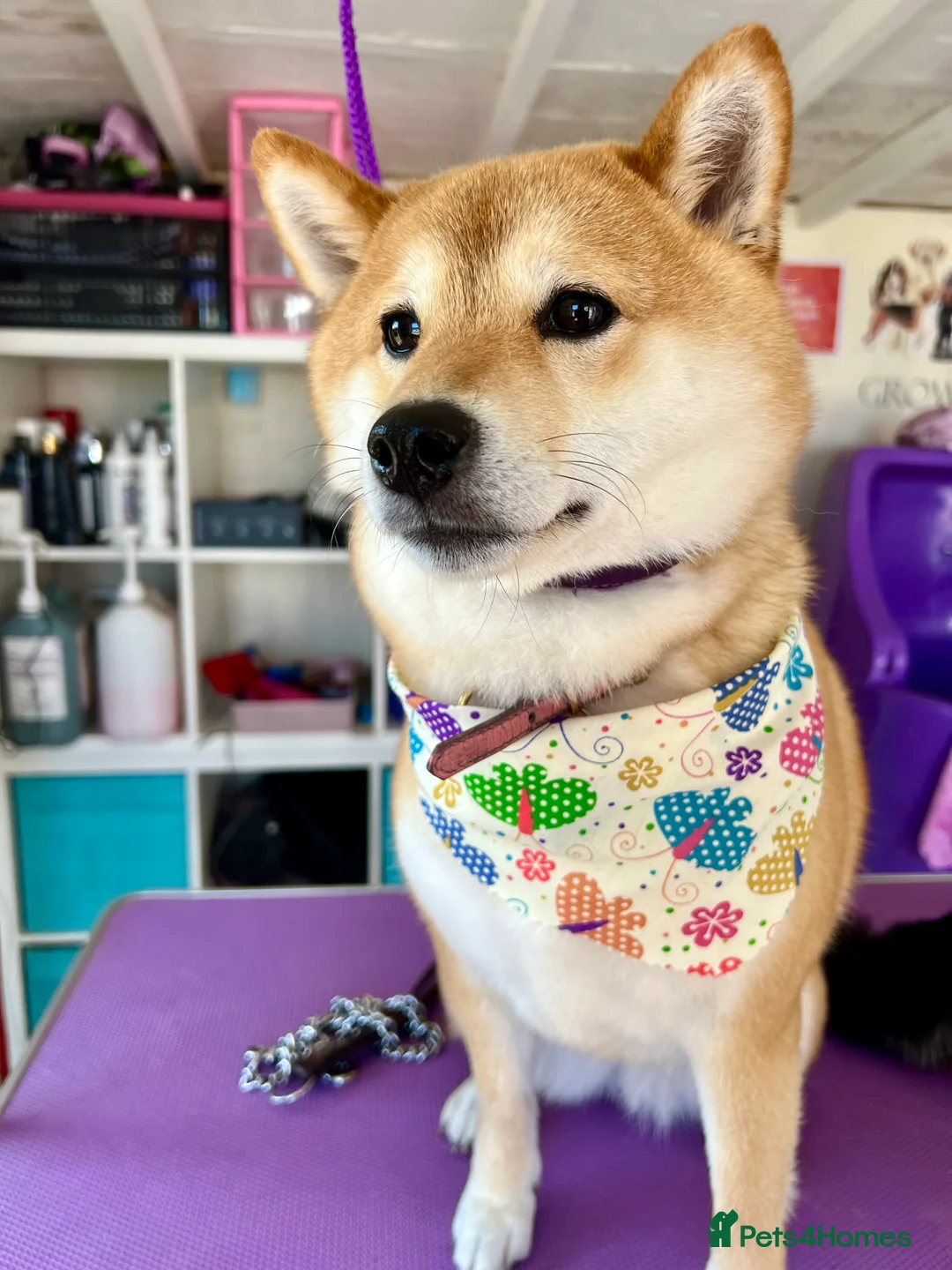 Gallery Image {{count}}