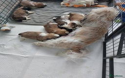 Shih Tzu dogs for sale: Beautiful Shih tzu puppies 🫶🏼 - Image 27